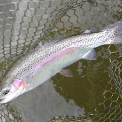 大安トラウトレイク 釣果